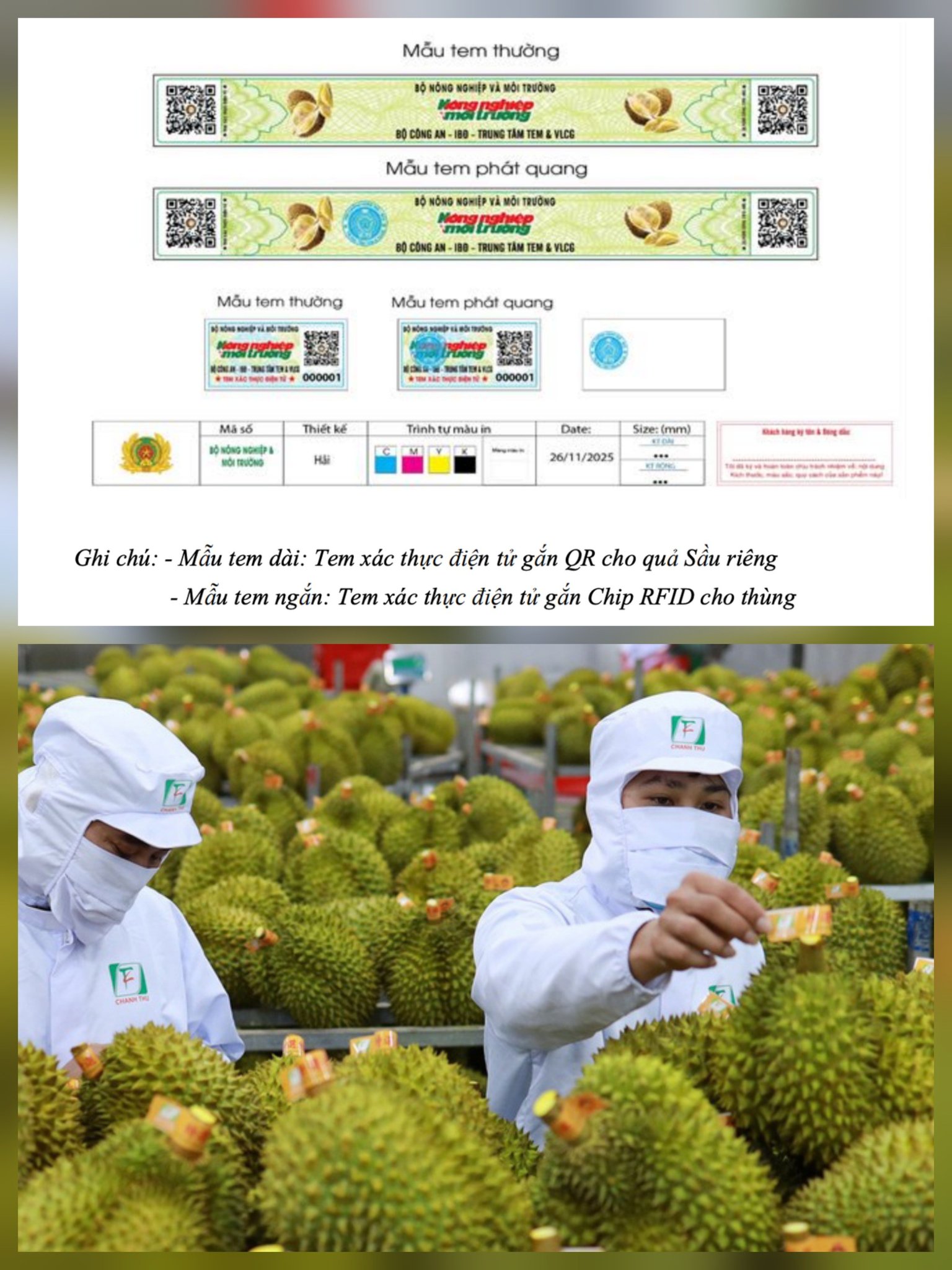 Hướng dẫn truy xuất nguồn gốc sầu riêng theo Bộ Nông nghiệp và Môi trường (update 2026) 2 Minh họa mẫu tem truy xuất nguồn gốc cho sầu riêng